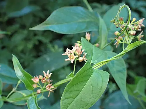 덩굴민백미꽃 (Vincetoxicum japonicum)