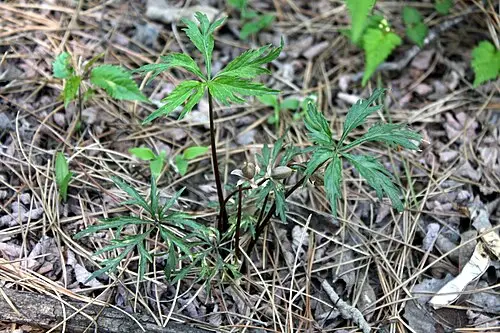 태백제비꽃 (Viola albida)
