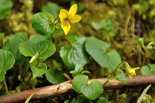 장백제비꽃 (Viola biflora)