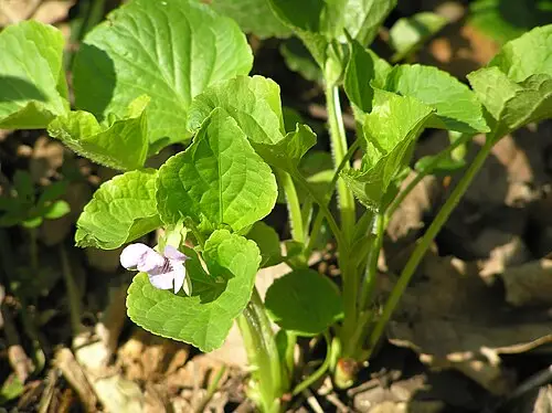 넓은잎제비꽃 (Viola mirabilis)
