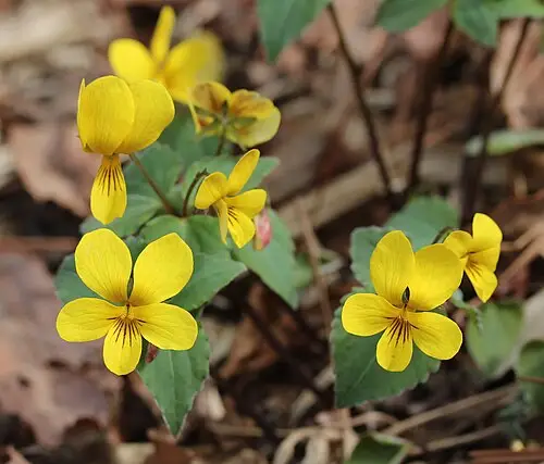 노랑제비꽃 (Viola orientalis)