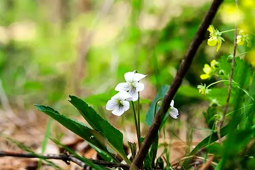 흰제비꽃 (Viola patrinii)