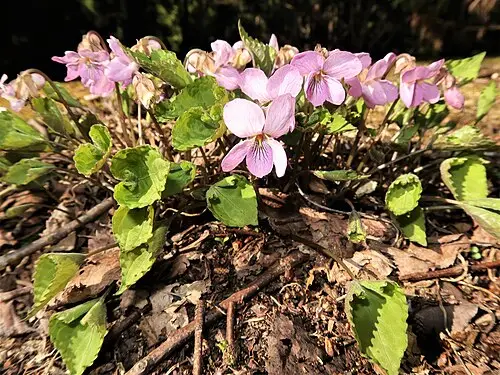 고깔제비꽃 (Viola rossii)