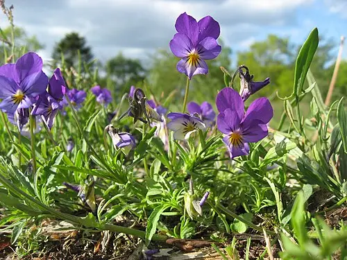 삼색제비꽃 (Viola tricolor)