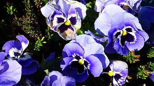 팬지 (Viola × wittrockiana)