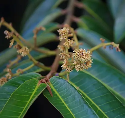 비롤라 (Virola surinamensis)
