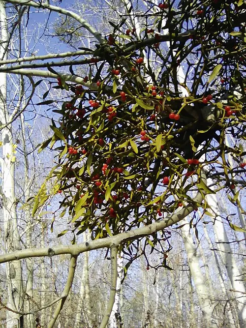 겨우살이 (Viscum coloratum)