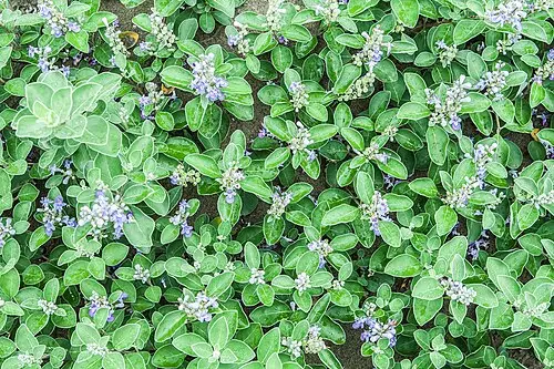 순비기나무 (Vitex rotundifolia)