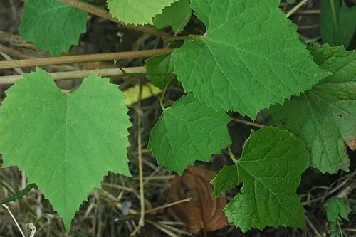 왕머루 (Vitis amurensis)