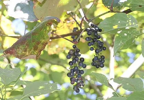 머루 (Vitis coignetiae)