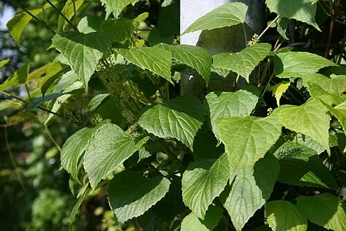 새머루 (Vitis flexuosa)