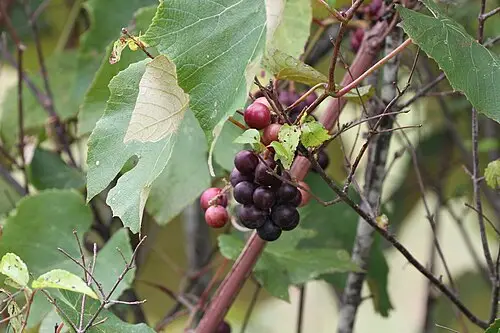 미국포도 (Vitis labrusca)