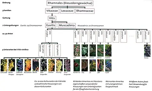 포도 (Vitis vinifera)