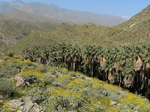 워싱턴야자나무 (Washingtonia filifera)