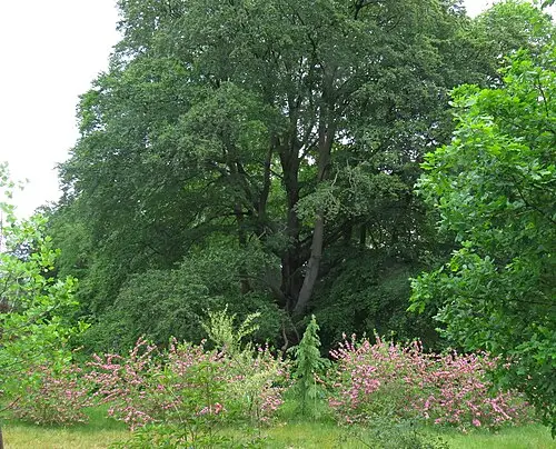 붉은병꽃나무 (Weigela florida)