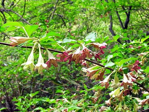 병꽃나무 (Weigela subsessilis)