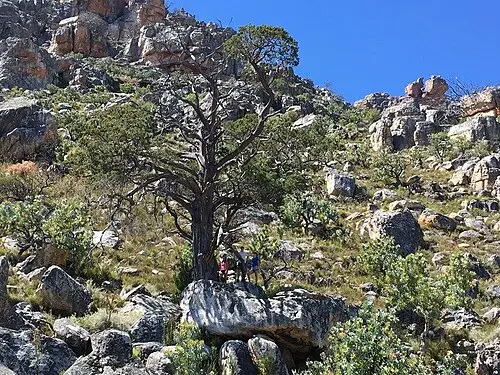 클랜윌리엄시더 (Widdringtonia cedarbergensis)