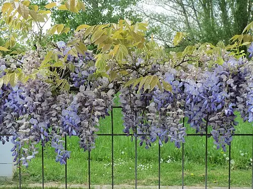 등 (Wisteria floribunda)