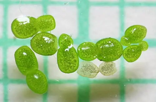 남개구리밥 (Wolffia globosa)