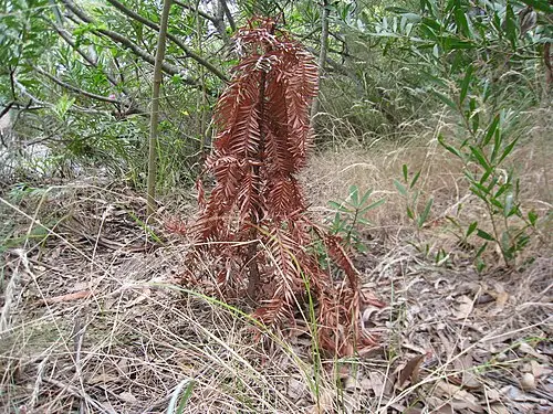 울레미소나무 (Wollemia nobilis)