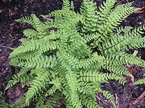 우드풀 (Woodsia polystichoides)