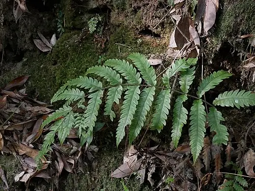새깃아재비 (Woodwardia japonica)