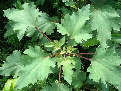 도꼬마리 (Xanthium strumarium)