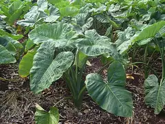 아메리카토란
