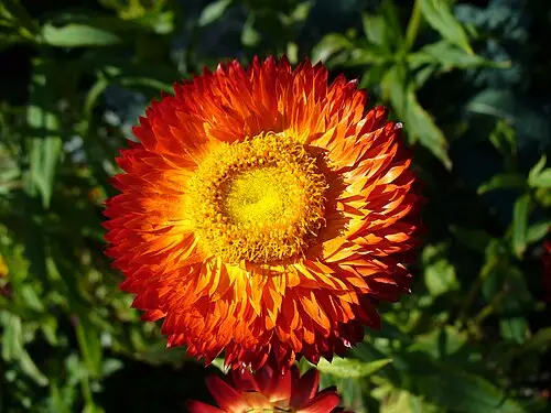 밀짚꽃 (Xerochrysum bracteatum)