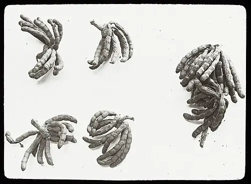 에티오피아후추 (Xylopia aethiopica)