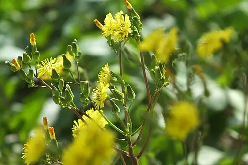 뽀리뱅이 (Youngia japonica)