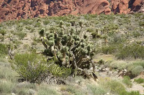 조슈아나무 (Yucca brevifolia)
