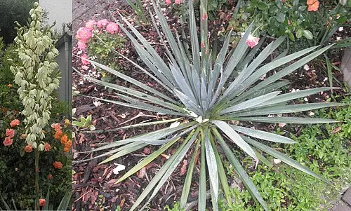 실유카 (Yucca filamentosa)