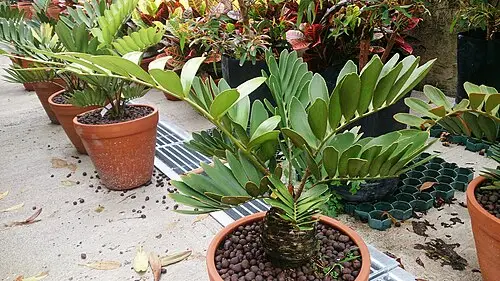 멕시코소철 (Zamia furfuracea)