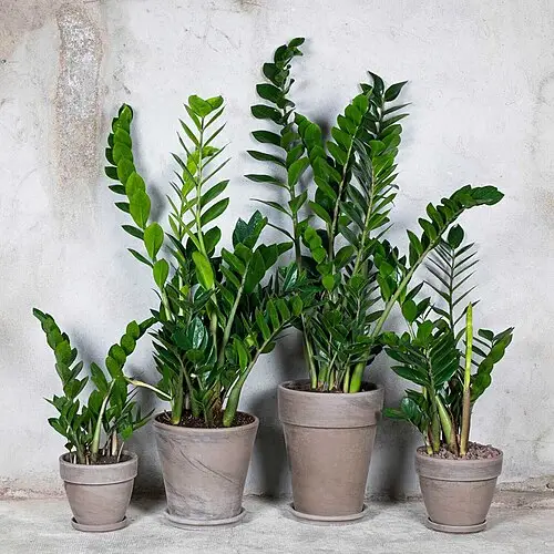금전초 (Zamioculcas zamiifolia)