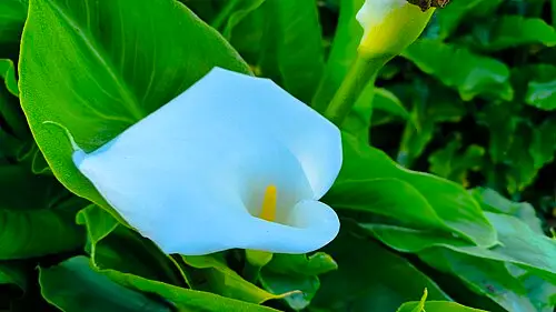 칼라 (Zantedeschia aethiopica)