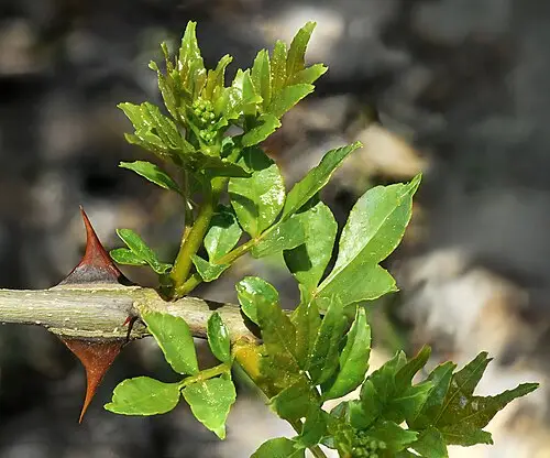 초피나무 (Zanthoxylum piperitum)