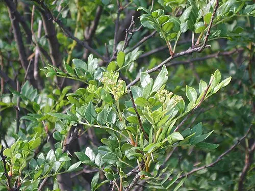 산초나무 (Zanthoxylum schinifolium)