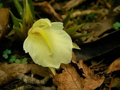 양하 (Zingiber mioga)