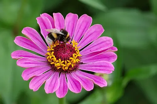 백일홍 (Zinnia elegans)