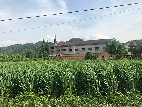 줄 (Zizania latifolia)