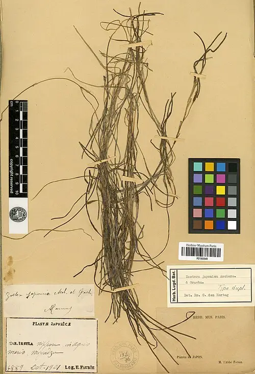 애기거머리말 (Zostera japonica)