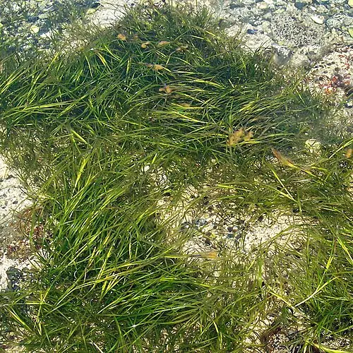 거머리말 (Zostera marina)