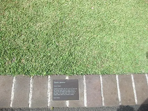 잔디 (Zoysia japonica)