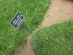 금잔디